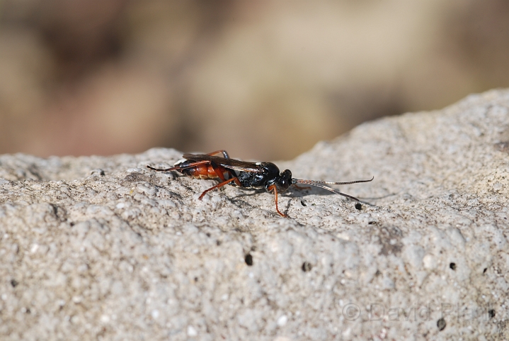 Ichneumon susiciosus.JPG - Ichneumon susiciosus - Cotswold